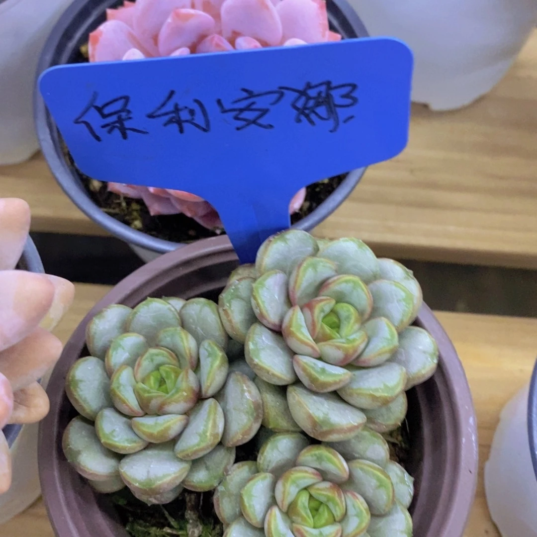 开心多肉，一物一拍，一单包邮，首播