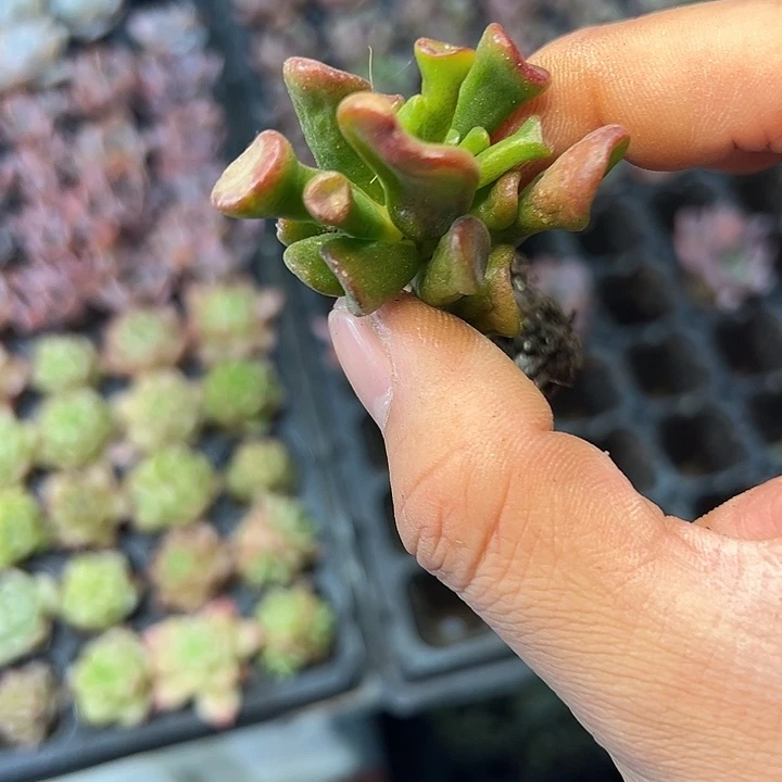 穴盘吸财树 满10颗包邮