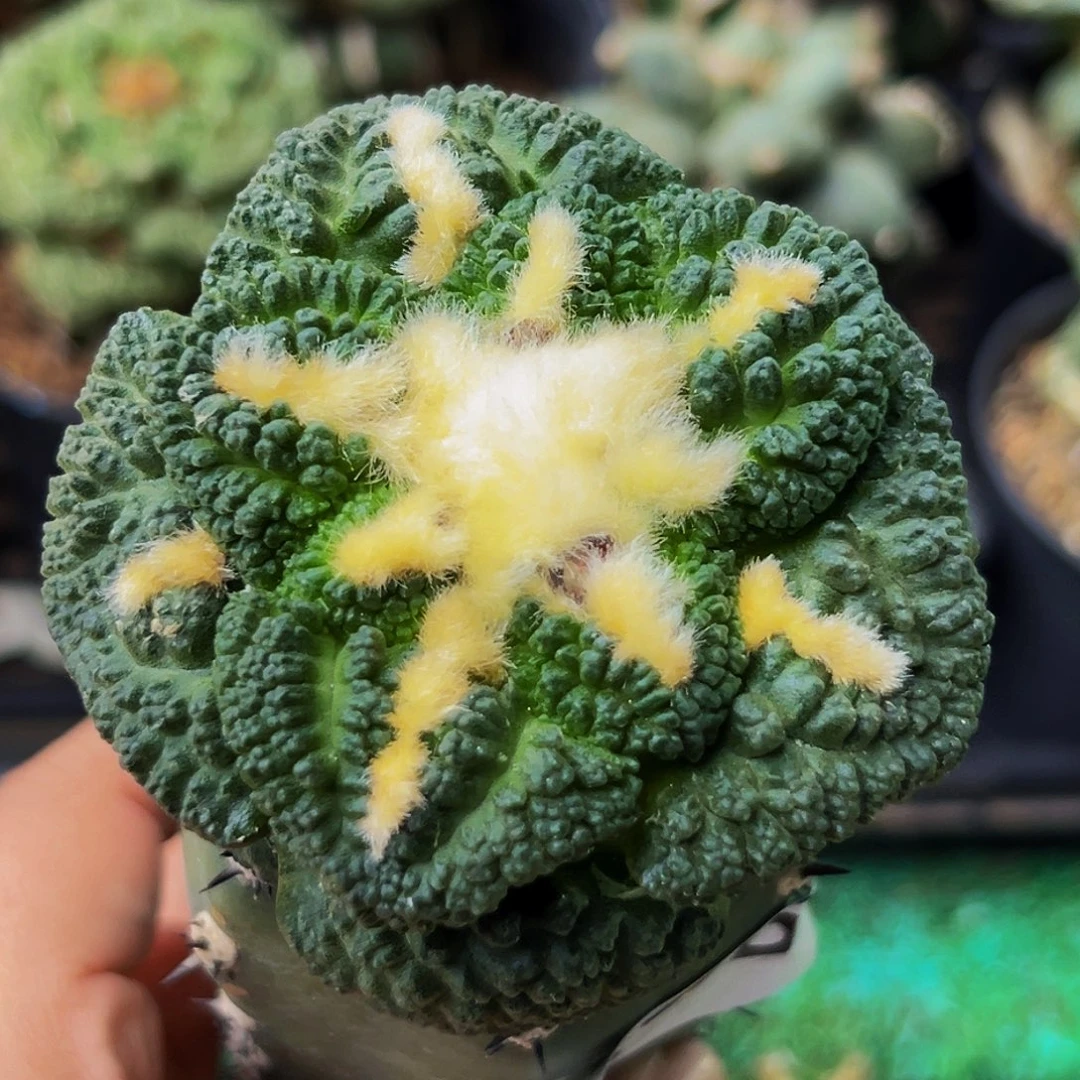 无花朵福利大尤龟甲牡丹576