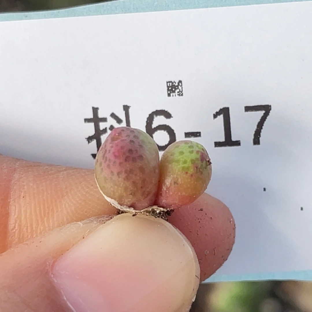 6-17草莓苗多肉植物