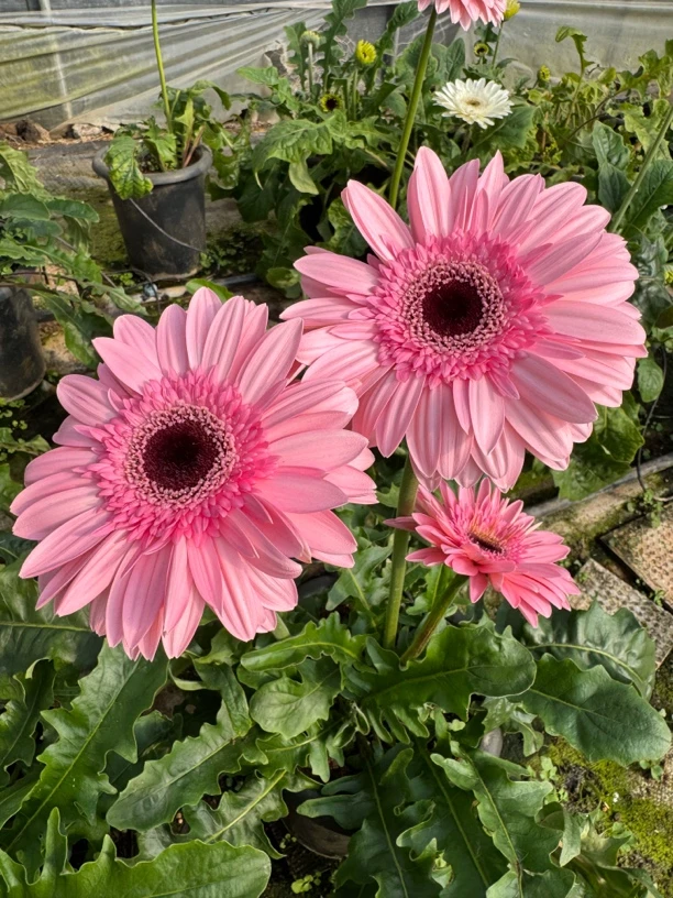 【粉佳人】2加仑大非洲菊盆栽成品扶郎花带花花苞阳台楼顶花园好养