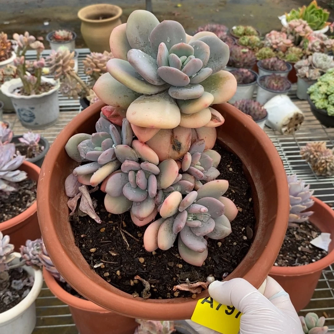797貂蝉老桩一物一拍