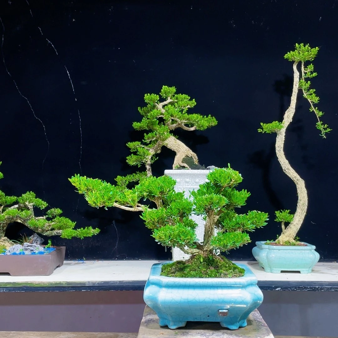 黄杨盆景四季常青