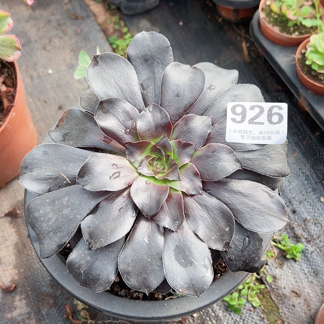 黑金豆926多肉植物多肉植物