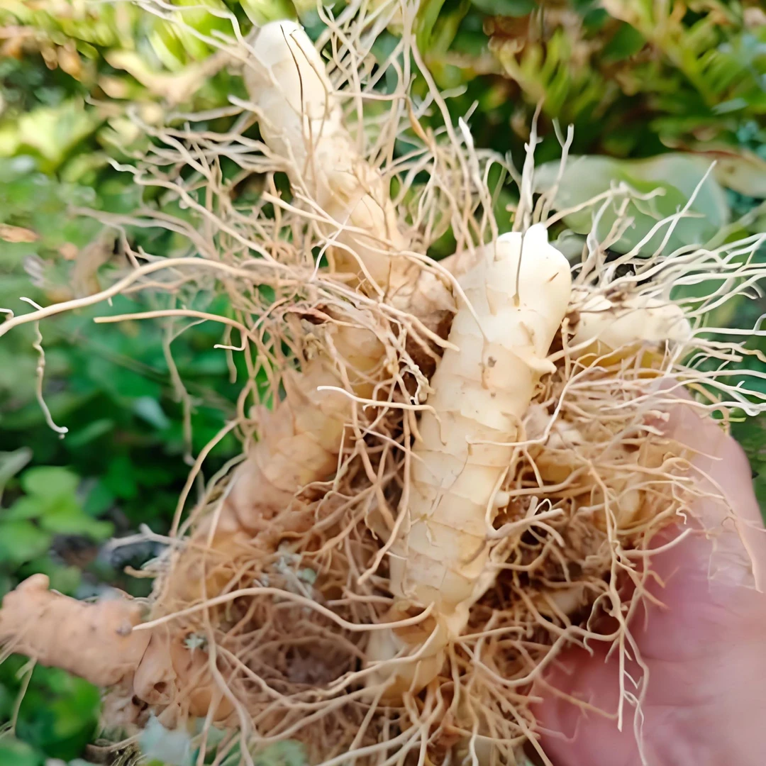 湘西高山干玉竹 湘玉竹