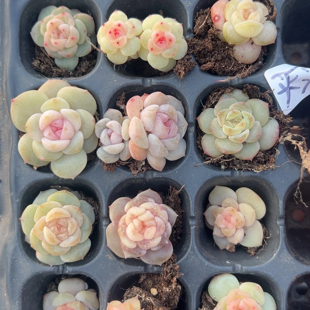 天***雪糖心多肉一物一拍