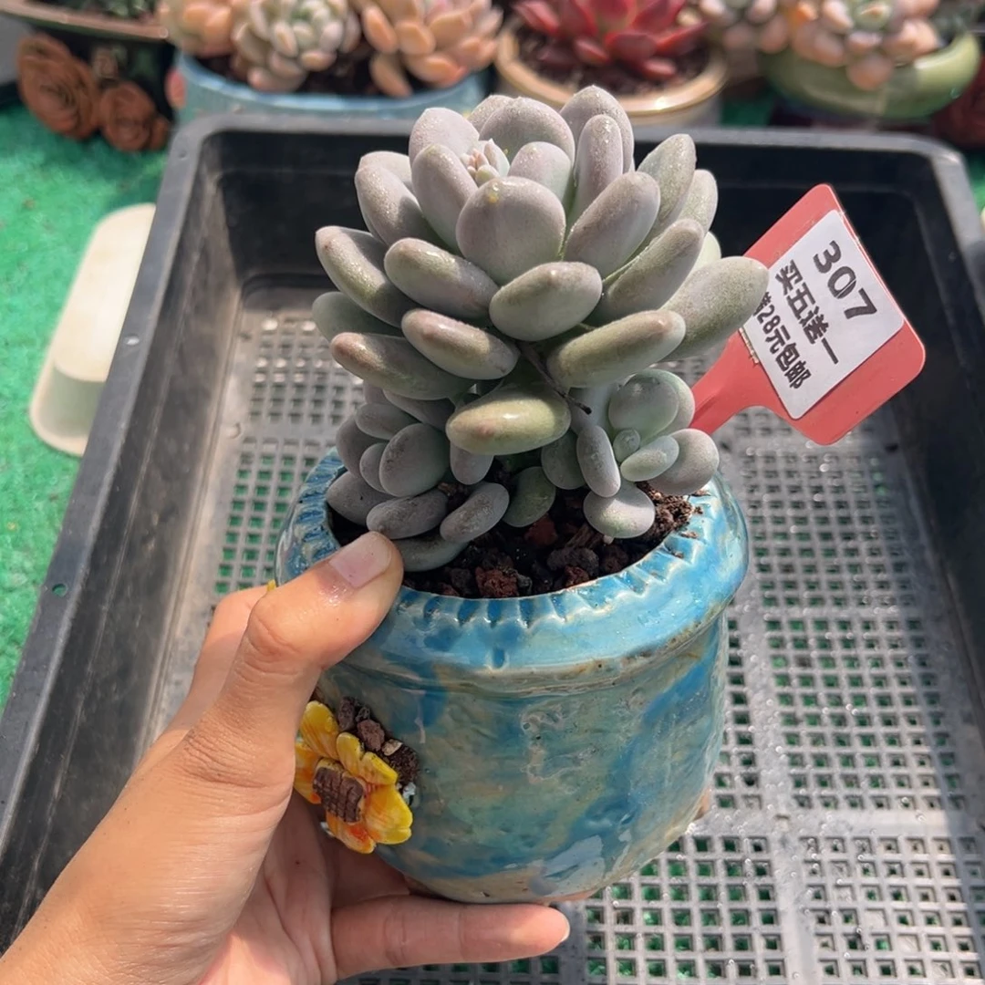 表妹精品多肉植物307.