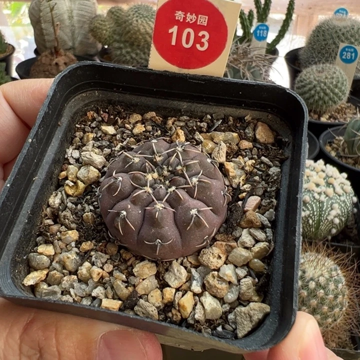 实生紫丽怪龙丸一棵