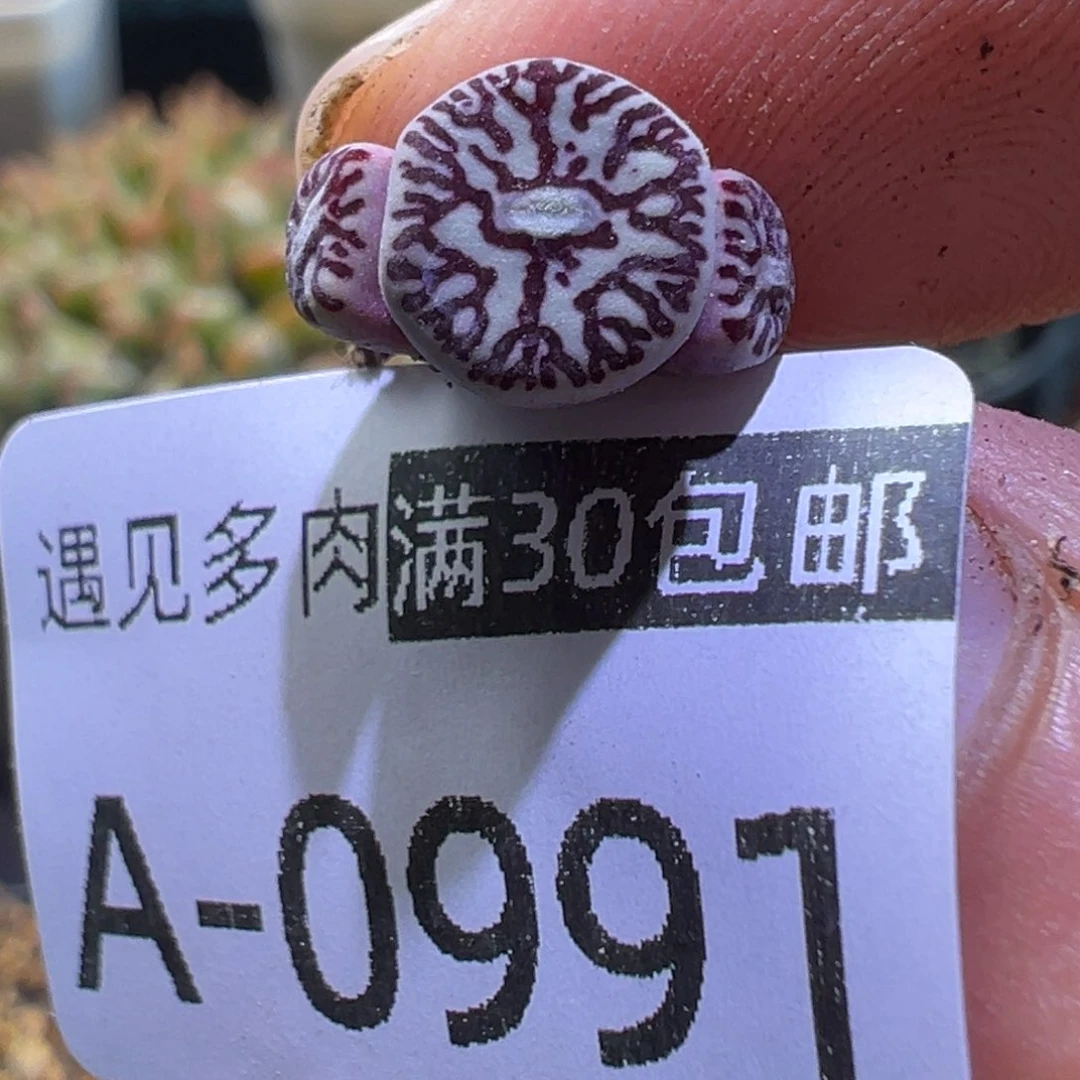 多肉植物1111111111111