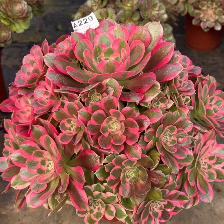 229妖月35厘米左右多肉