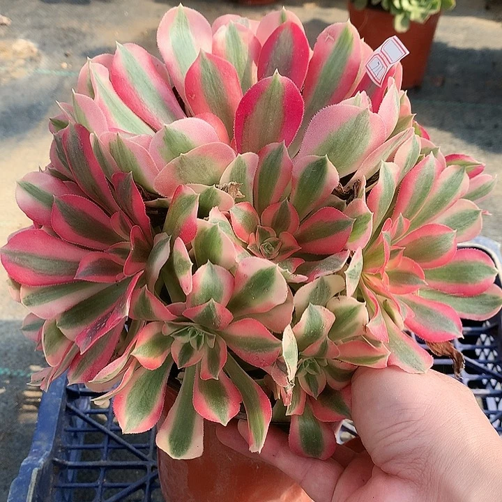 713粉女巫多肉植物