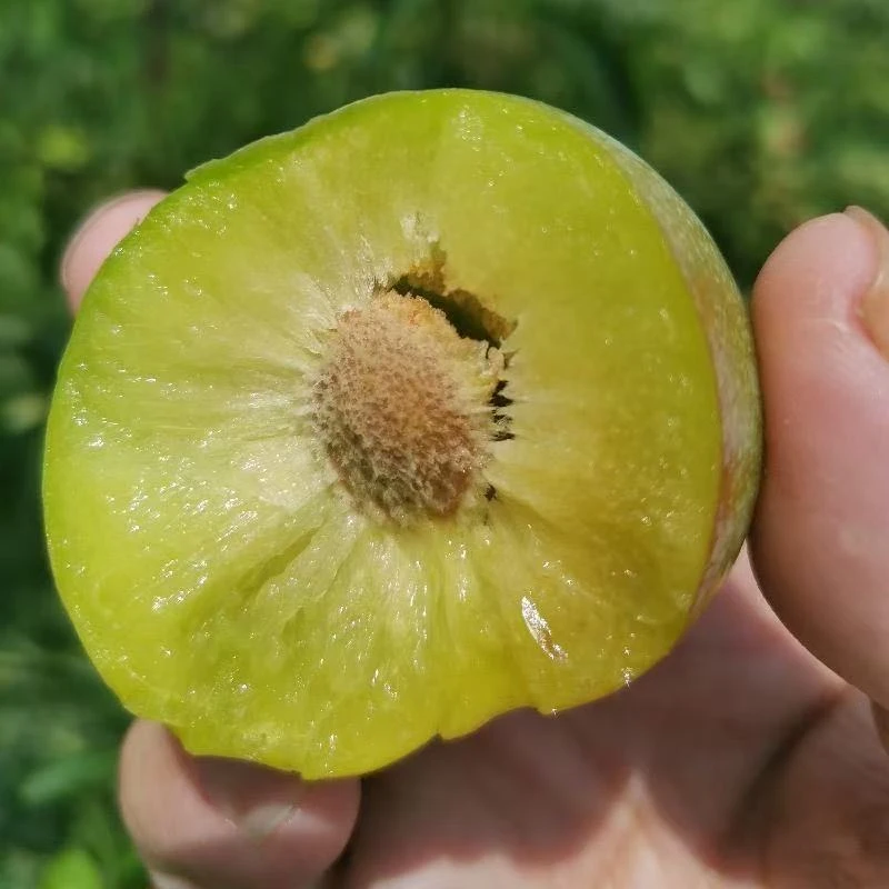 正宗四川半边红李脱骨李脆甜多汁应季新鲜水果产地直发