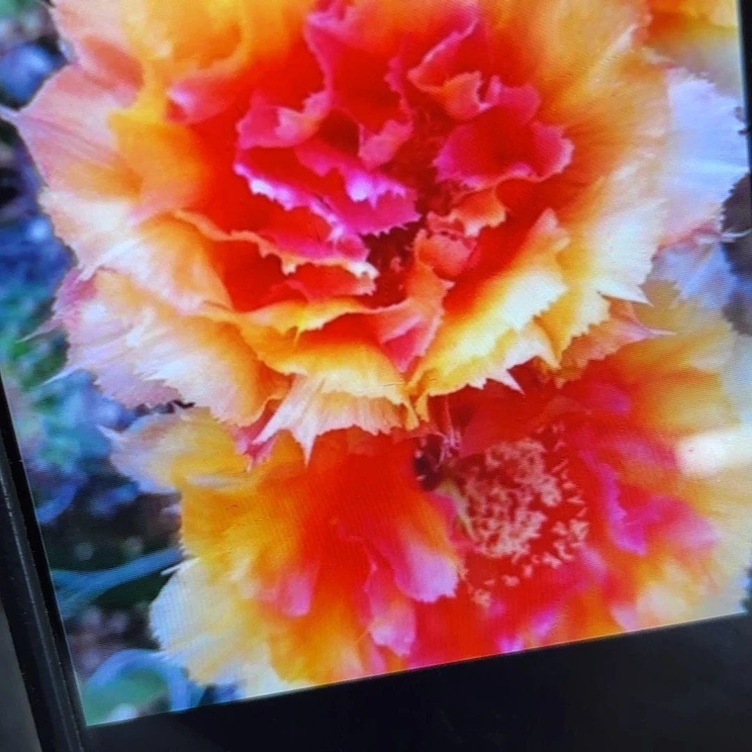 琉璃盏彩侧牙20包邮19