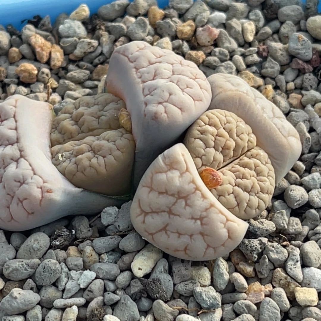 9440双头凹凸脑纹189一颗