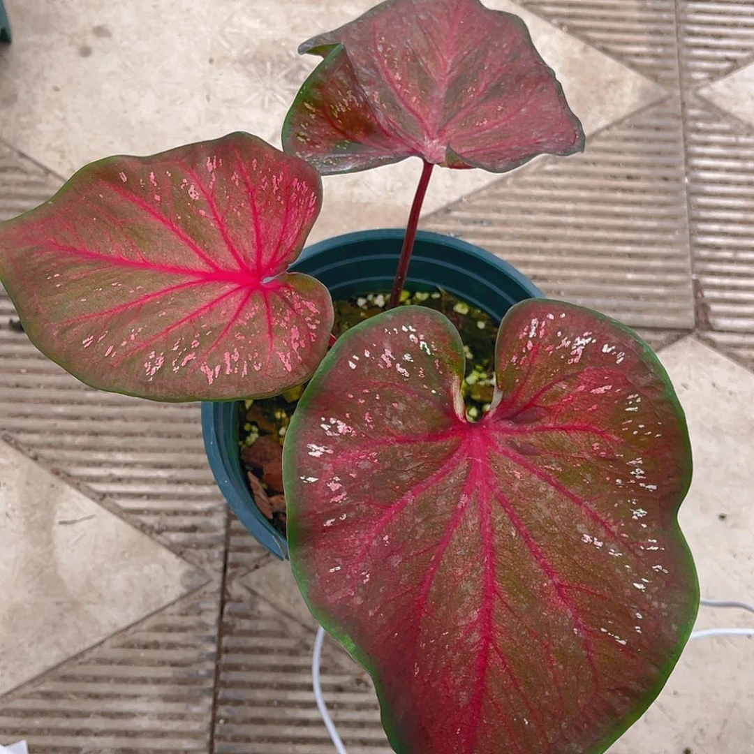 完全开放泰彩一物一拍3996