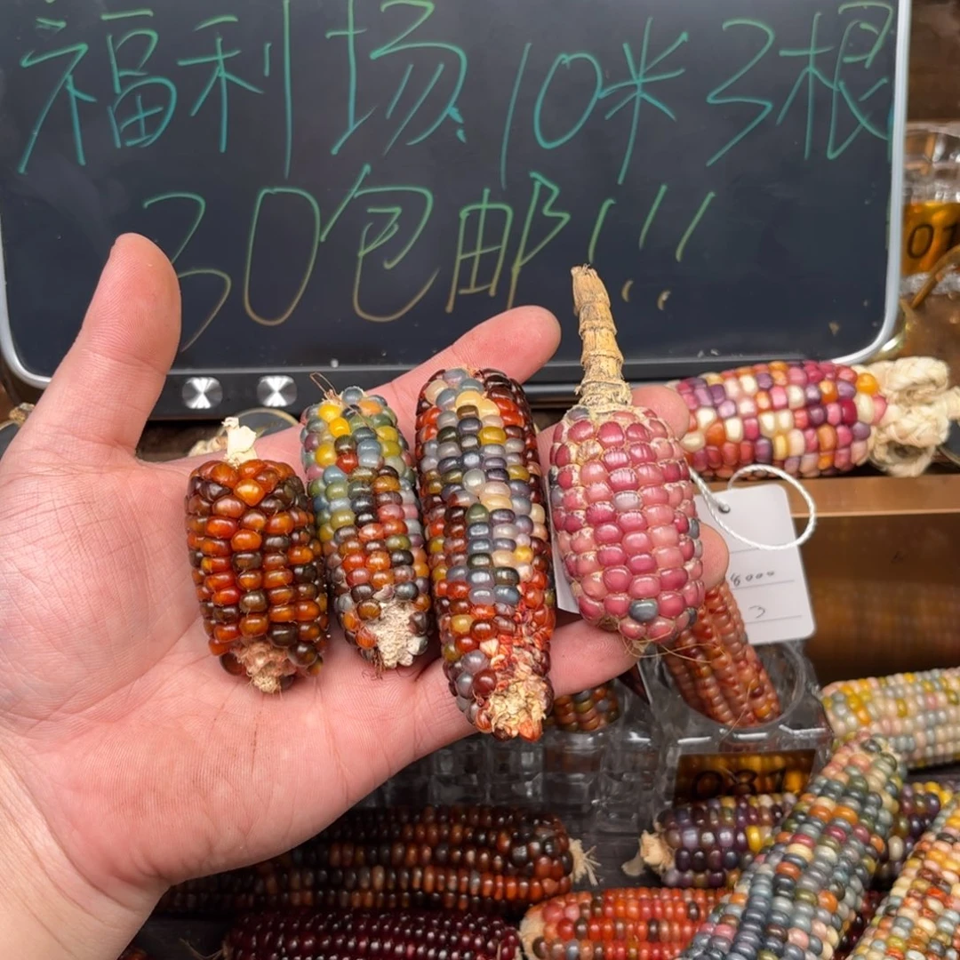 柏香籽/百香籽吊坠橙*