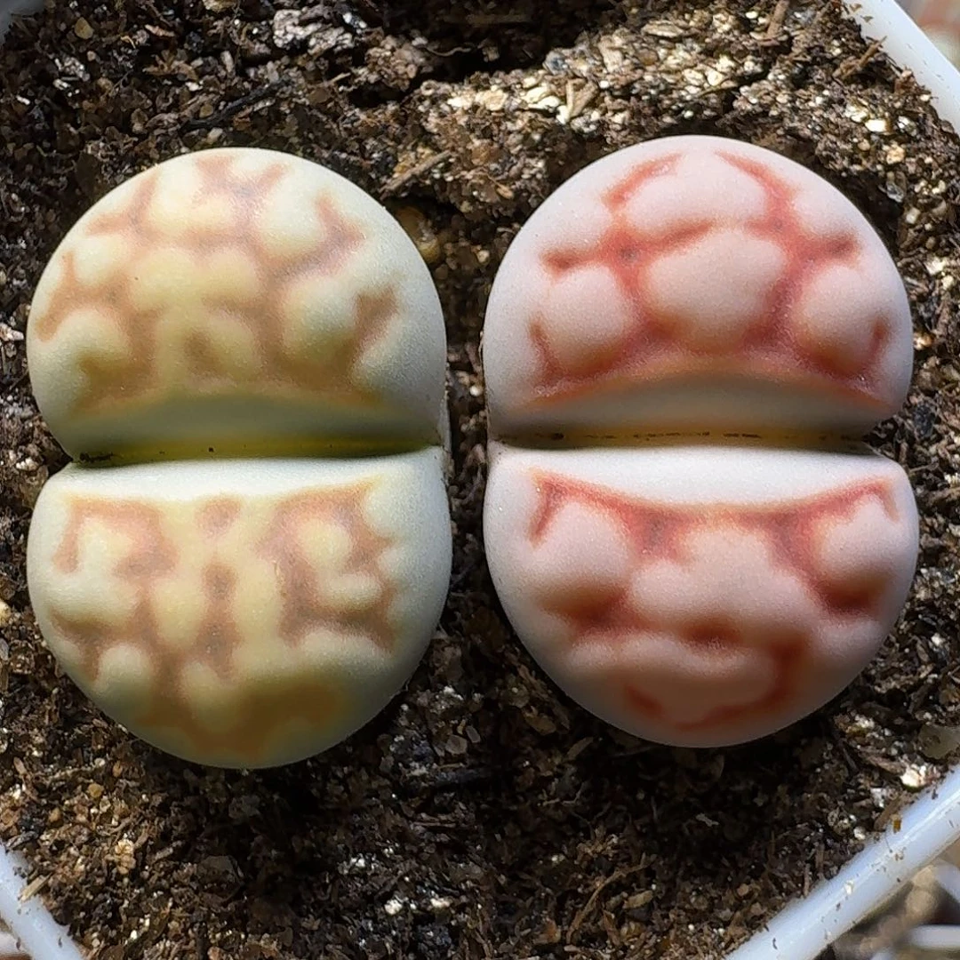 生石花111111。   215