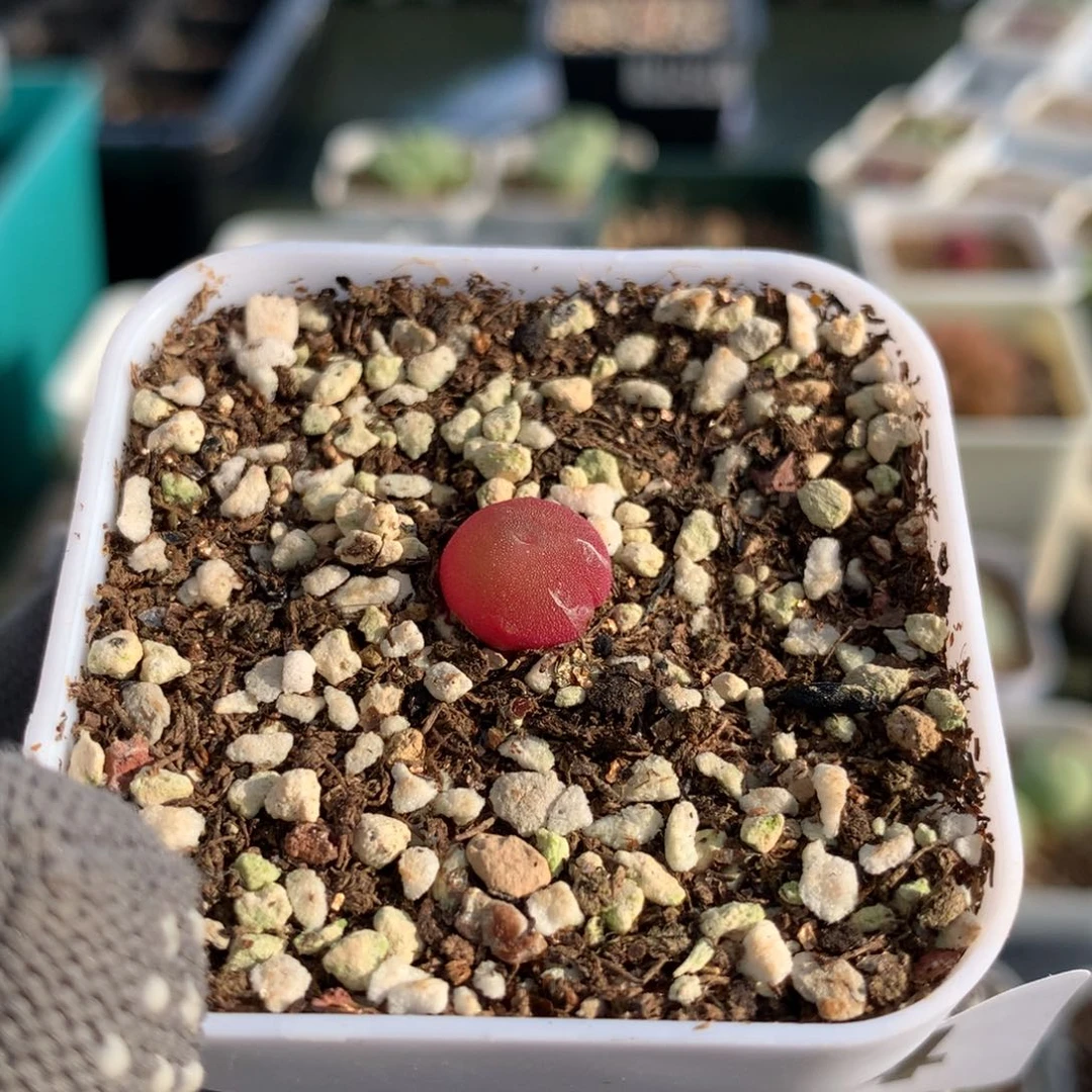 夏**阳324哈灯母本十棵