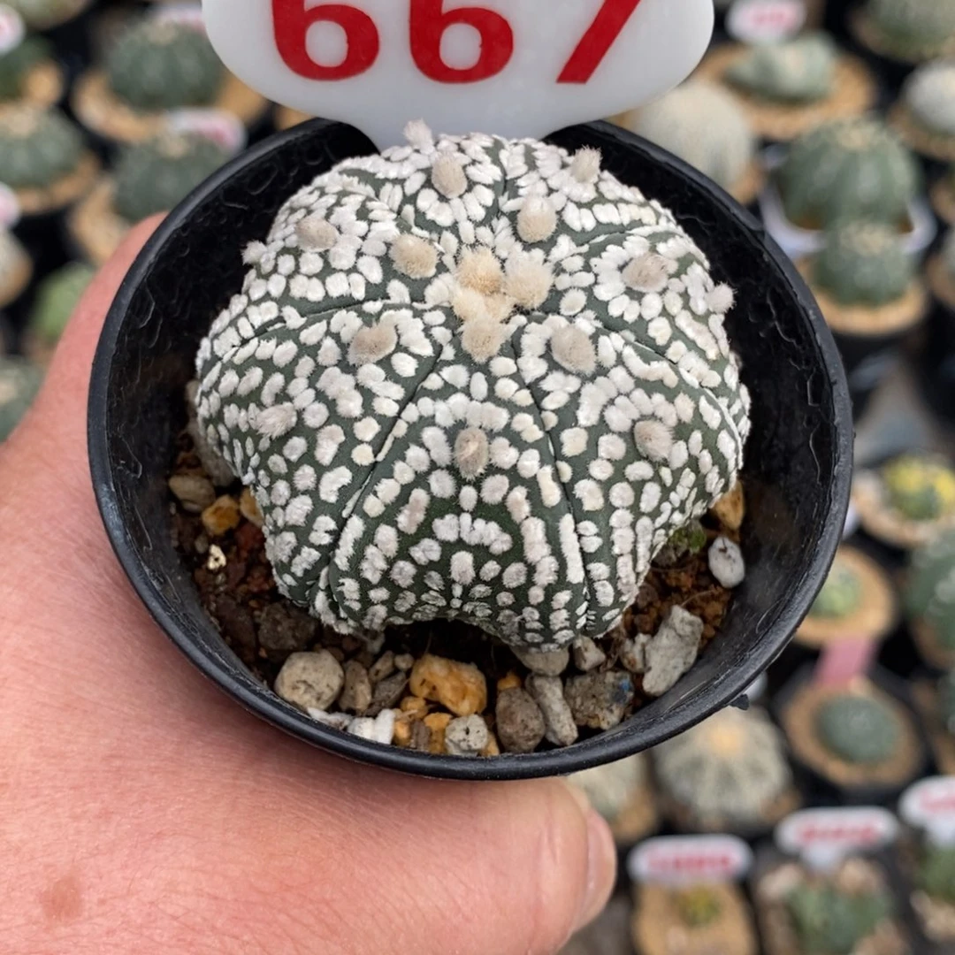 667浓白超兜福利