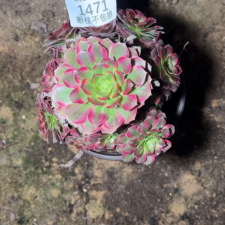 1471安娜多肉植物