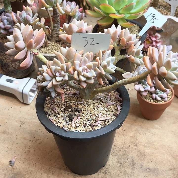 多肉植物，淡雪32号