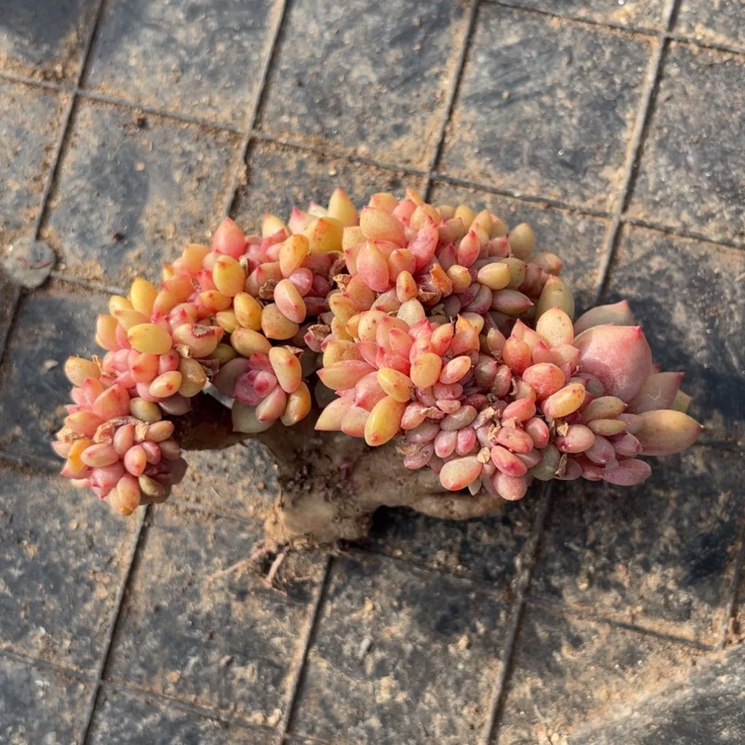 爱丽儿小树缀化 多肉植物