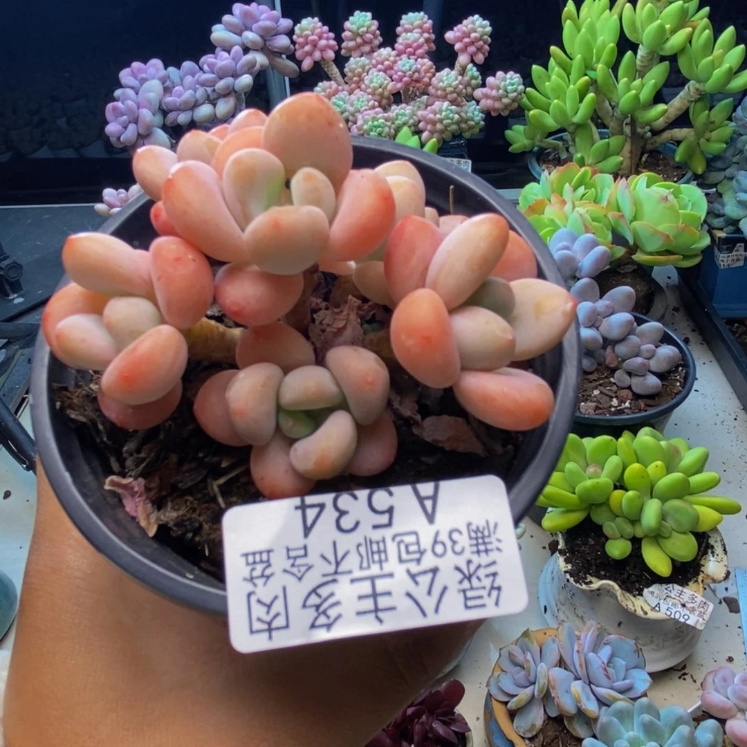 534橘子香水多肉7cm