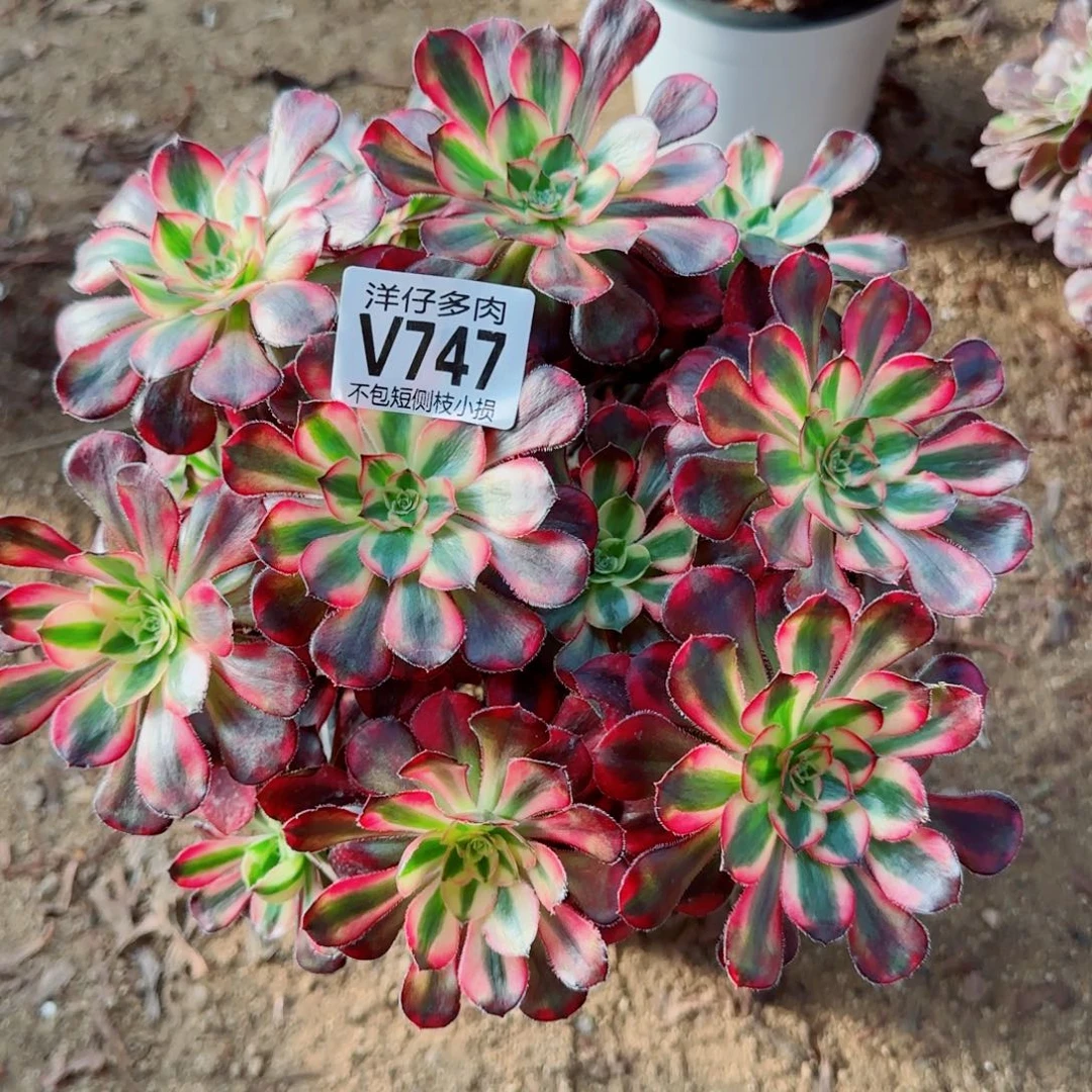 香耐尔发师747冠幅25