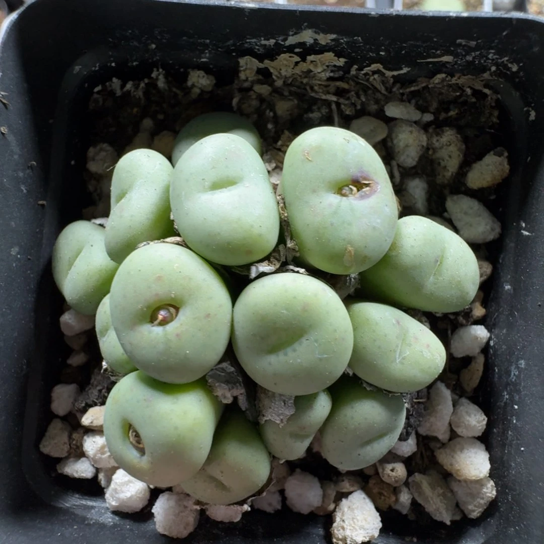 3593。 紫花小饼。多肉植物