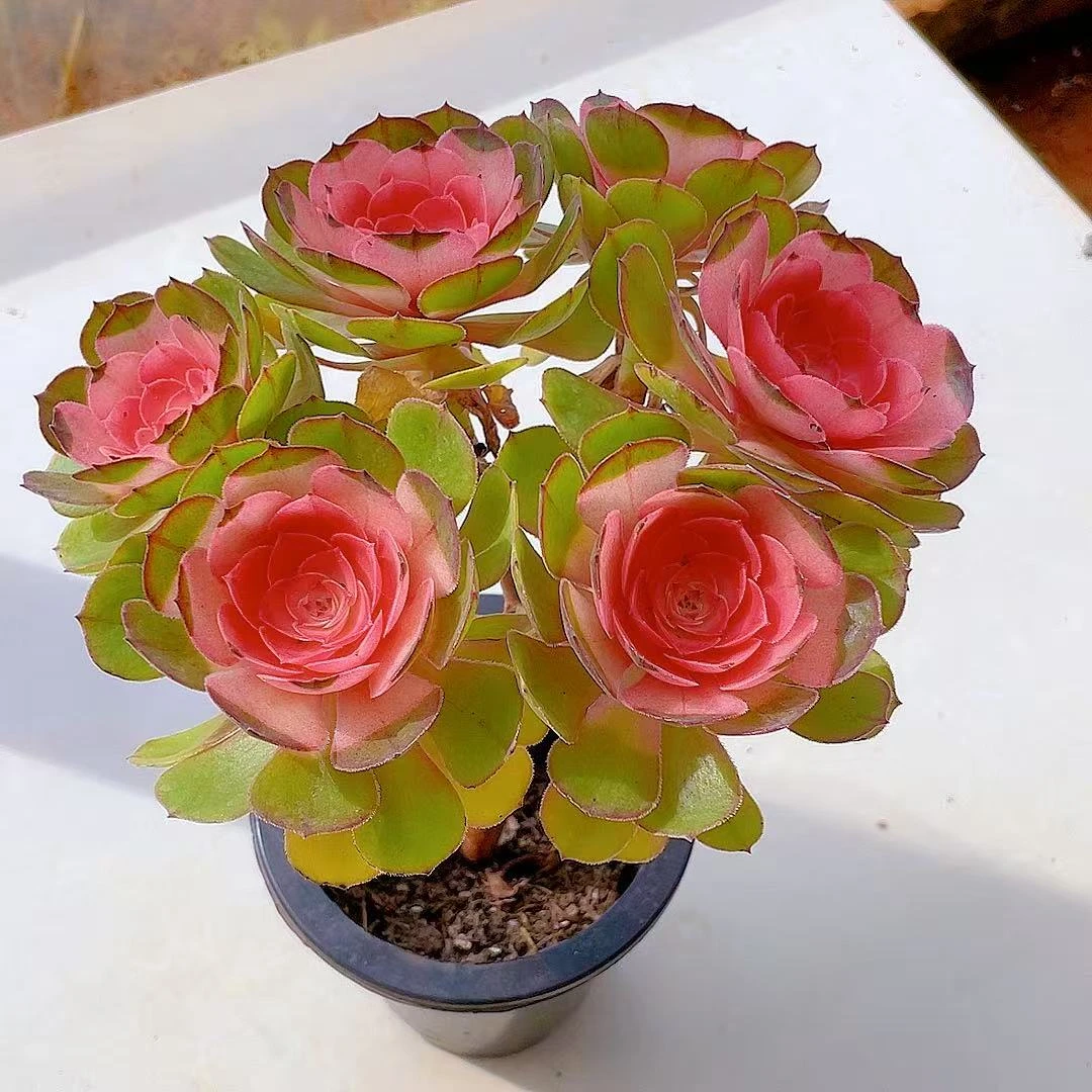 倾城玫瑰多肉植物盆栽花卉新手好养阳台楼顶室内外可养脱土裸根发