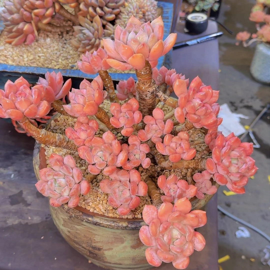 呆*多肉植物的生长发育和