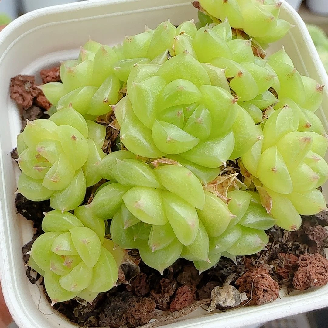 【闪购商品】0816-80（ht-39）