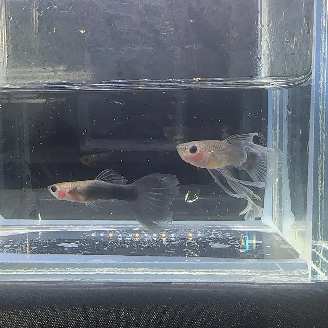 孔雀鱼关注主播可以竞拍