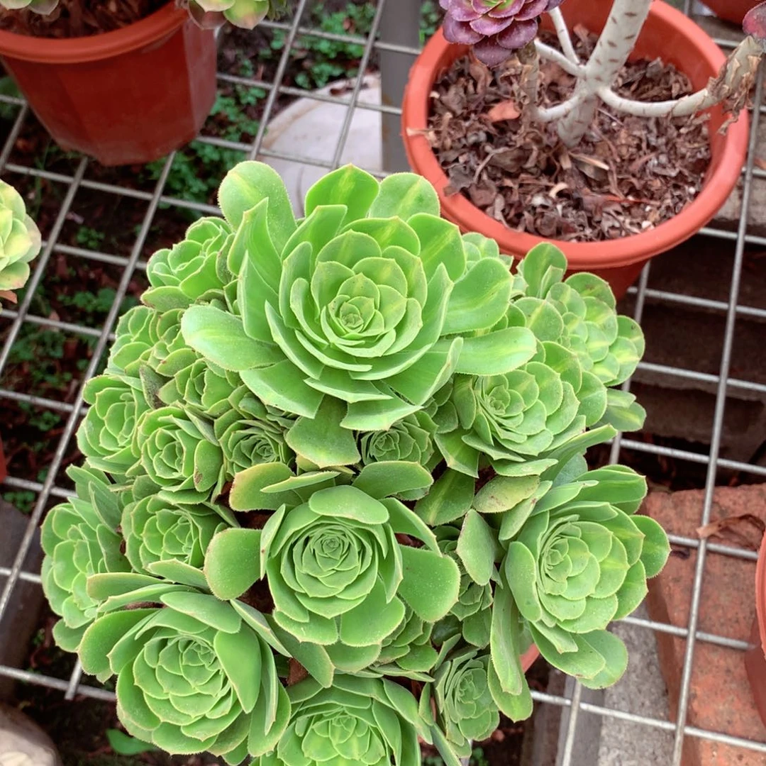 琉璃绿玫瑰，两颗包邮