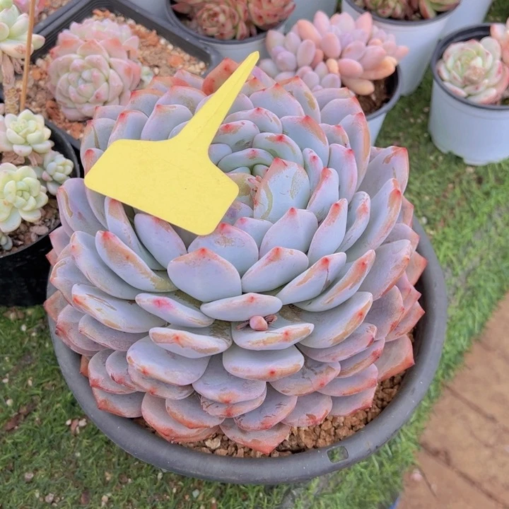 U****9健健康康平平安安