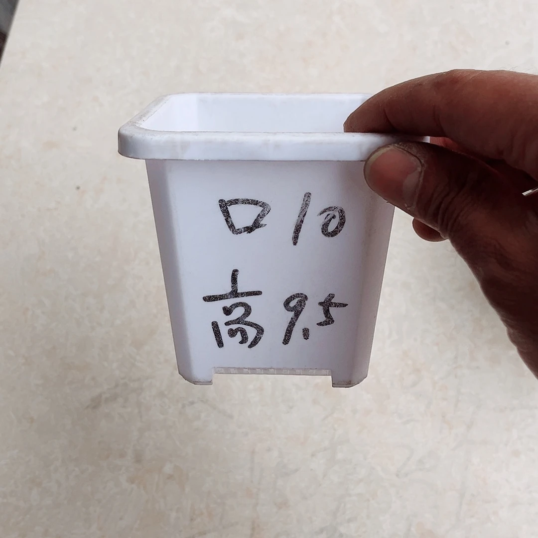 塑料升级款景天10方白色盆10个无托