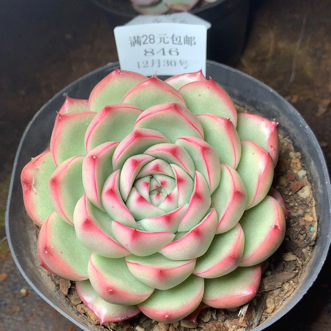 【闪购商品】云846号九厘米