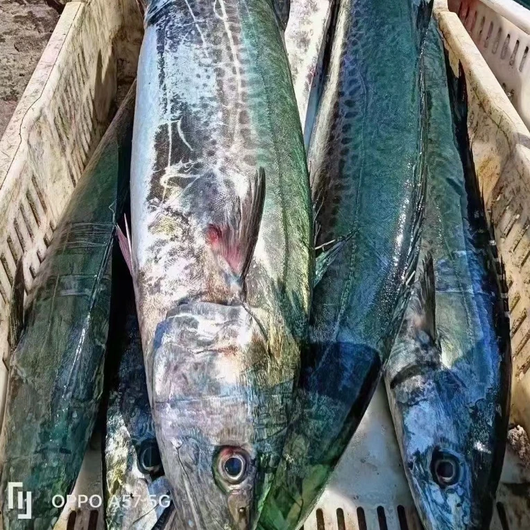 青岛大鲅鱼4.5斤一条 鲜鱼速冻发货 马鲛鱼 燕尾鲅鱼