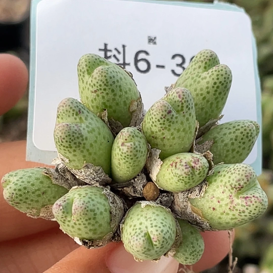 6-30草莓斑马肉锥