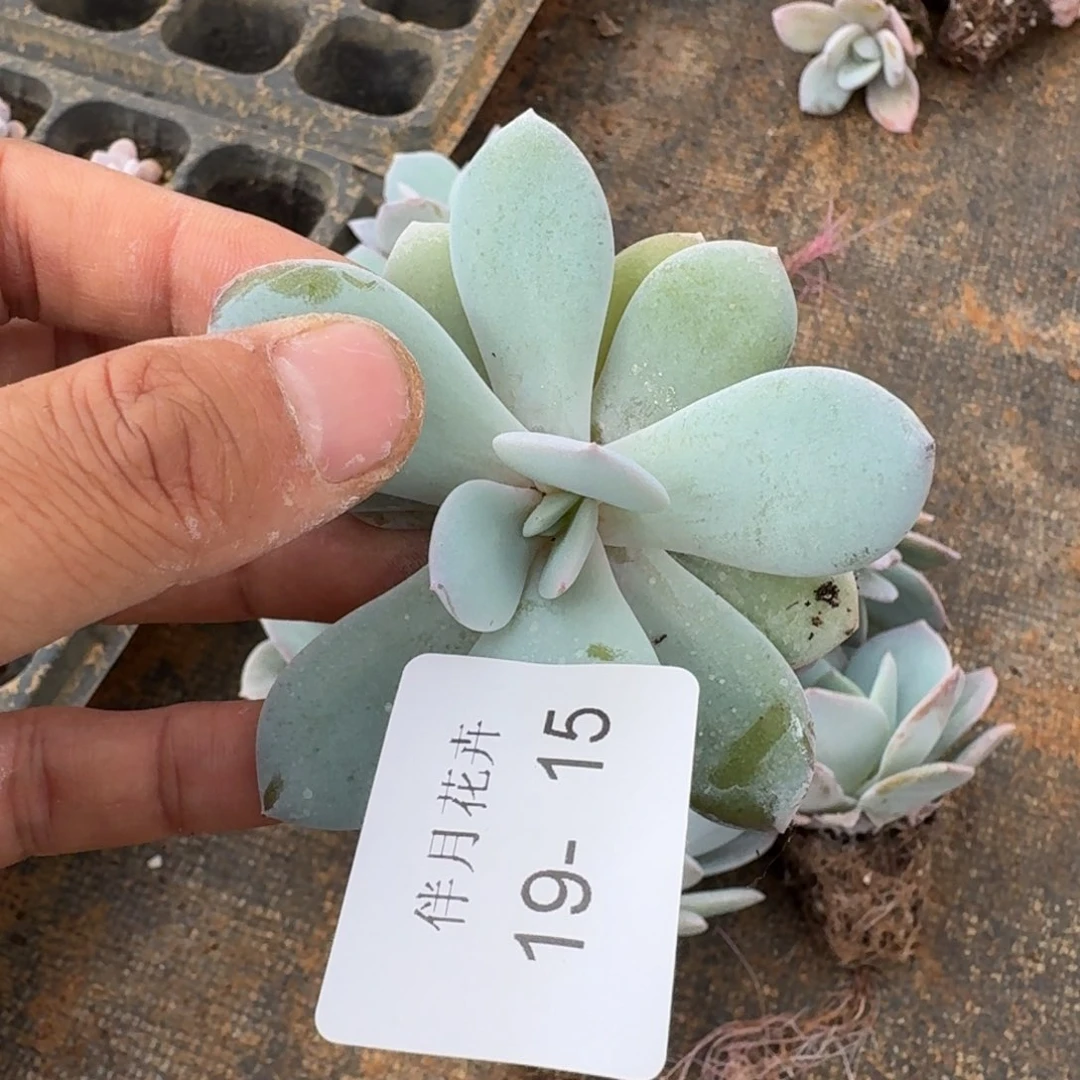 假奶茶十棵（雪莲杂交白凤）量拍发货19-15