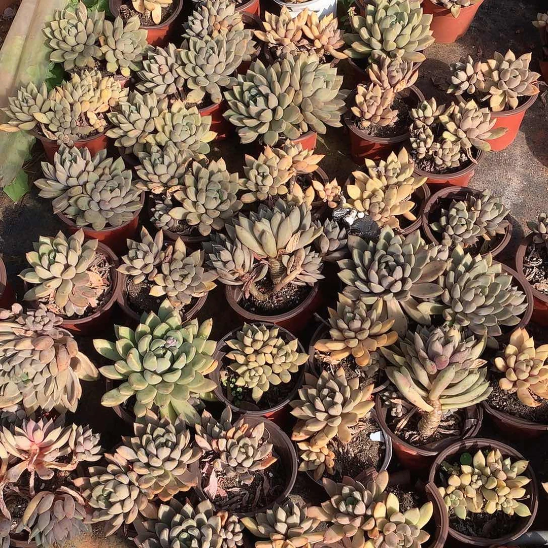 小红象牙9.9米 四颗 年底福利