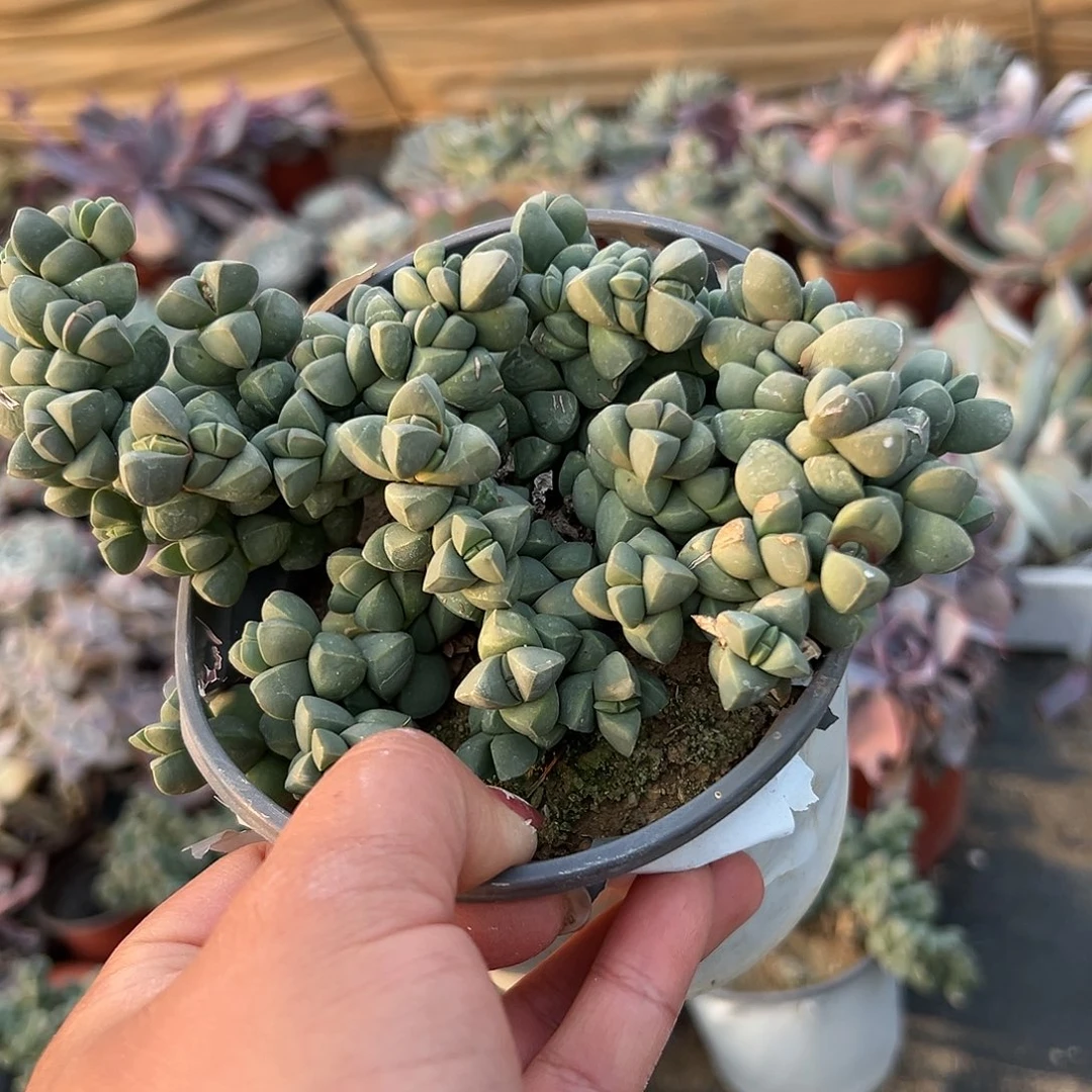 多肉植物鹿角海棠