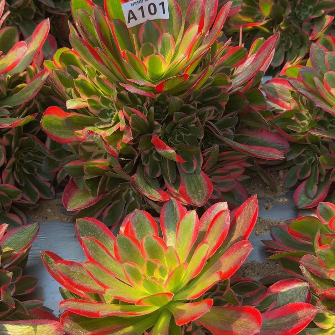 醇**生101妖月寄养到秋