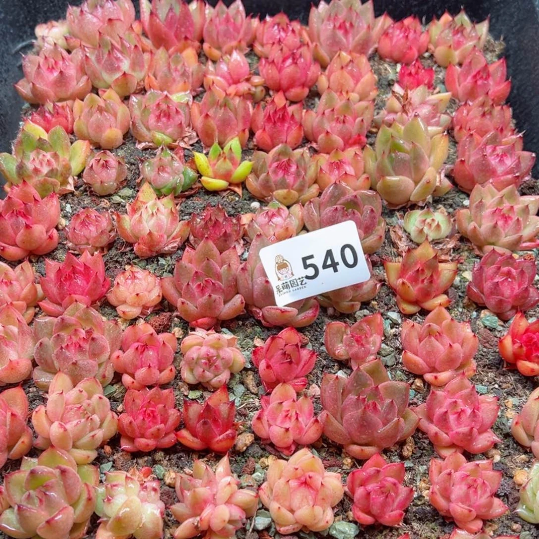 *️****多肉植物多肉植物