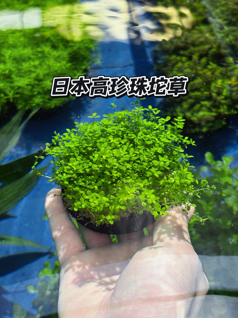 日本高珍珠水草坨草 新手懒人水草 无需底砂前中景净化增氧水草