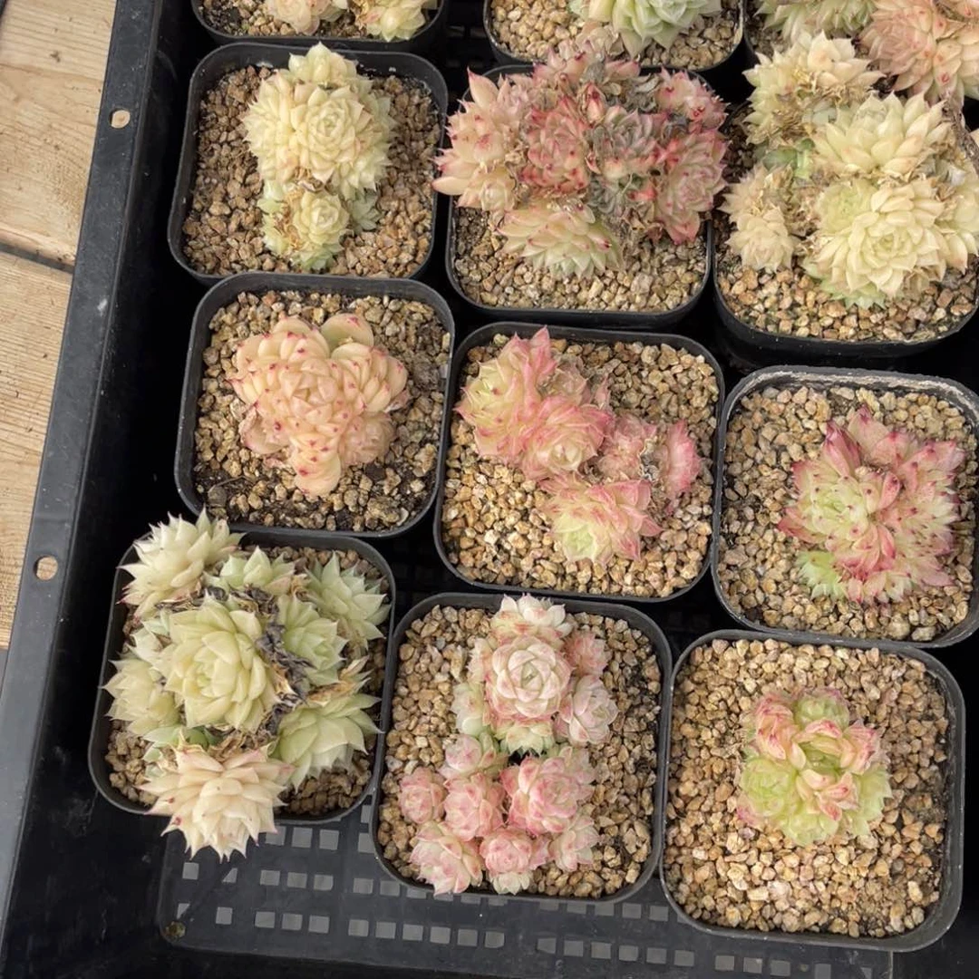 多肉植物十二个精品851