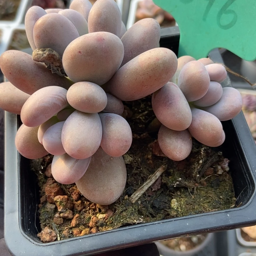 1596奶酪多肉植物保护