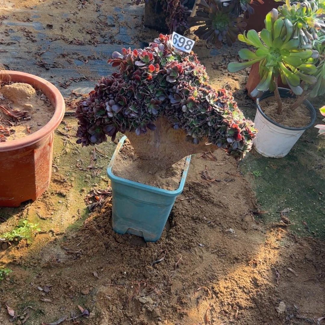 欧紫朵朵698冠服30厘米