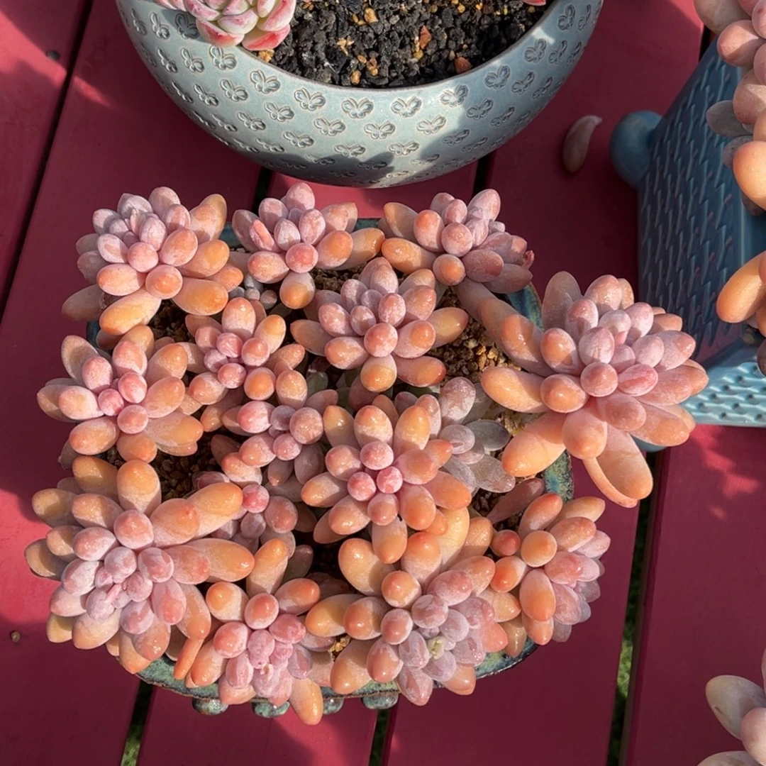 汤圆老桩一物一拍