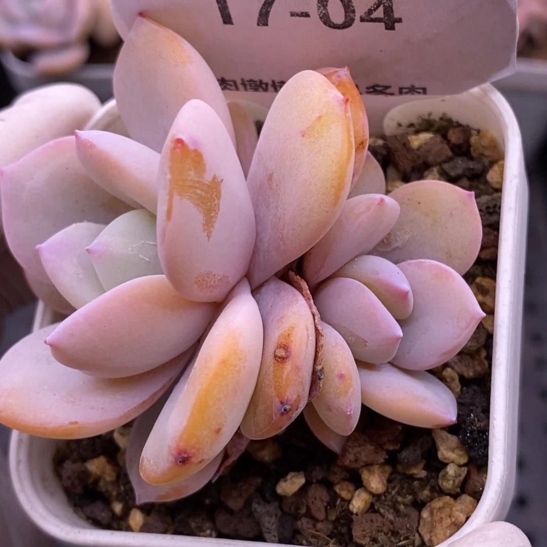 【闪购商品】17-04奶茶